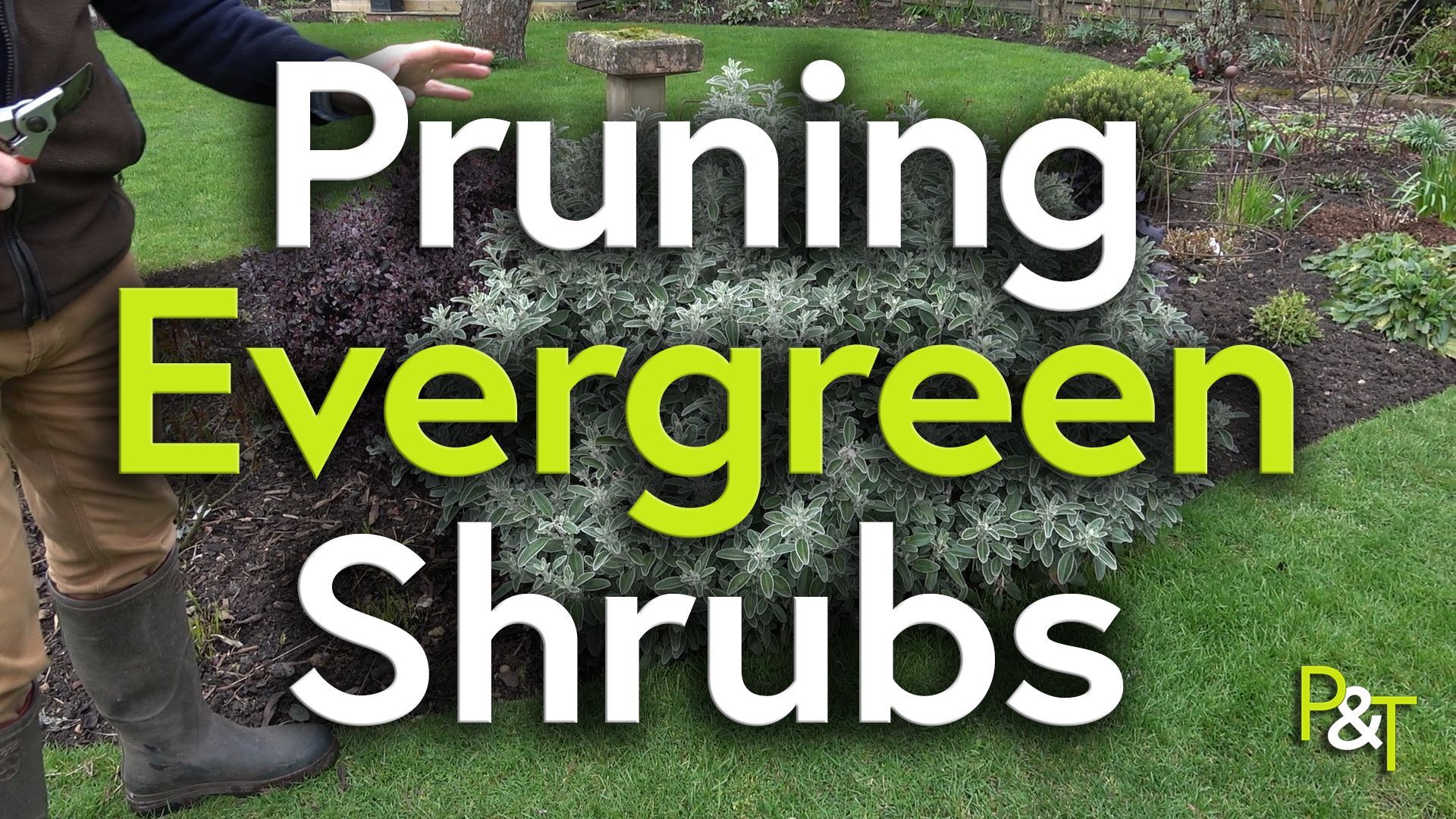 a flower border in the centre of some grass and gardener is off camera to the left - his hand is in waving towards the border. The large green and white text reads Pruning Evergreen Shrubs.