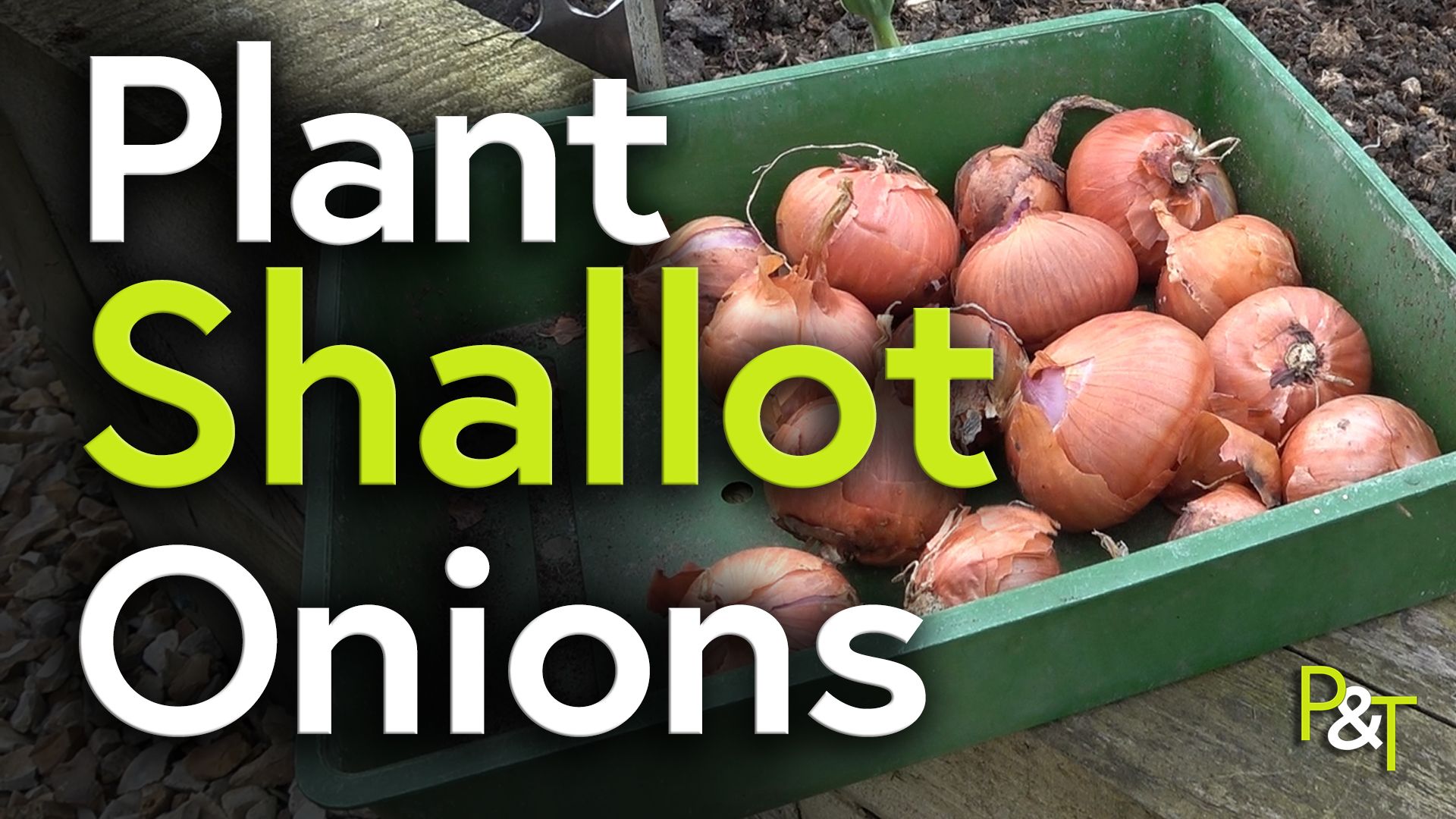 Closeup of a basket of shallots ready to be planted in the veg plot. The large green and white text reads Plant Shallot Onions
