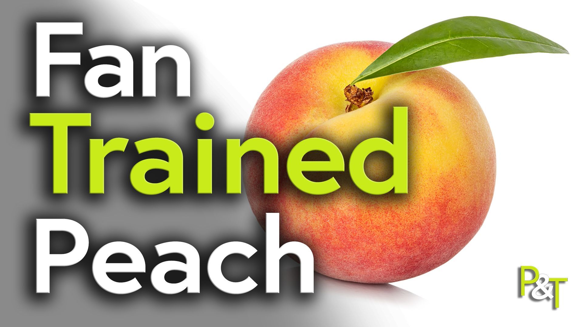 Closeup of a beautiful ripe peach with a single leaf on the stalk. The peach is reddish on the left and yellow on the right and top and is on a white background to the right of the image. Over the top of the image is the large white and green text saying Fan Trained Peach.