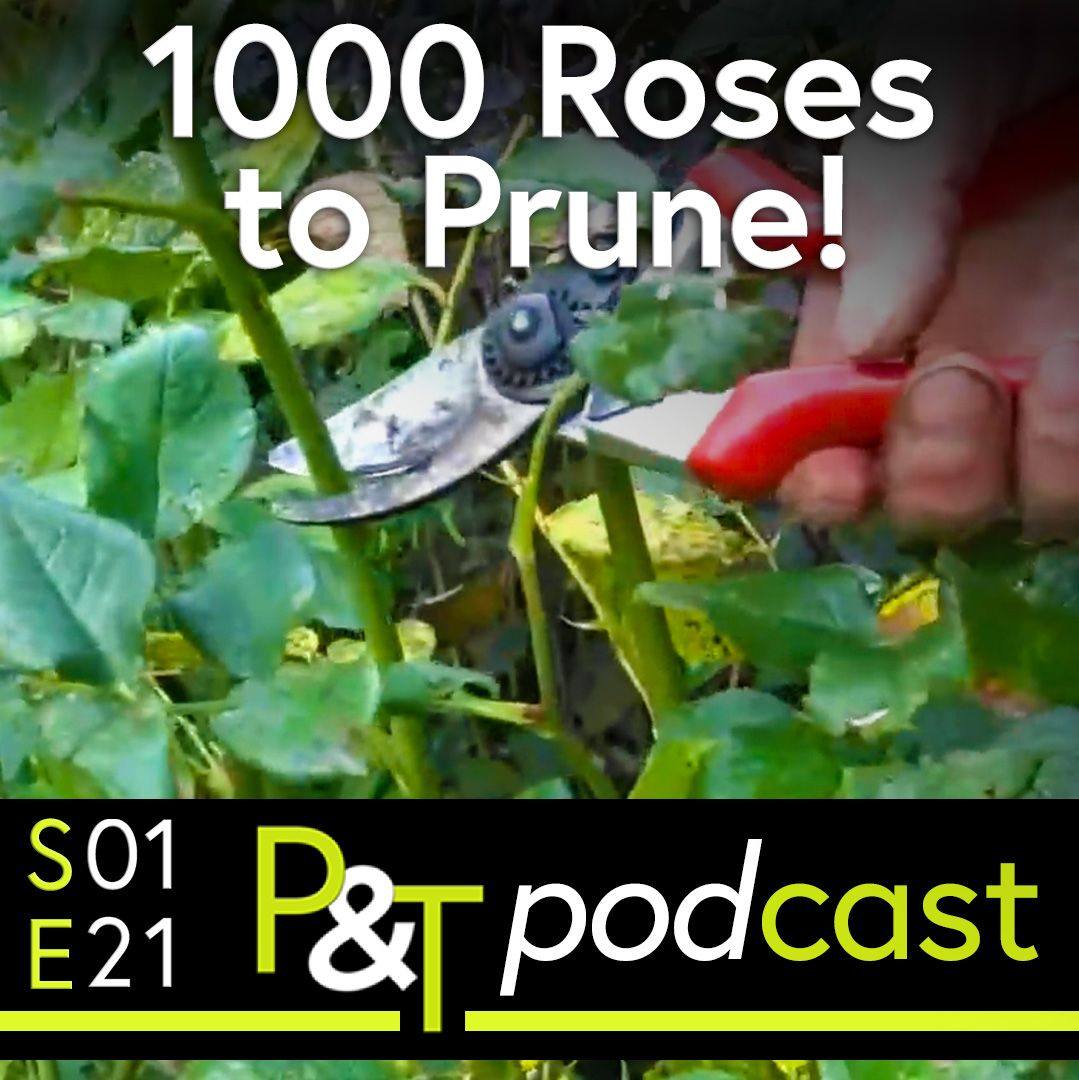 closeup of secateurs pruning a rose stem and the text 1000 Roses to Prune with the podcast details and PT logo