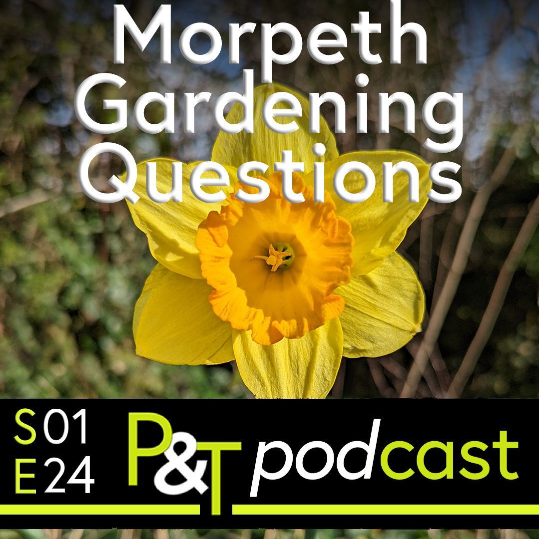 Daffodil with the text Morpeth Gardening Questions and The text and logo of P and T with episode number in green and white on a black background