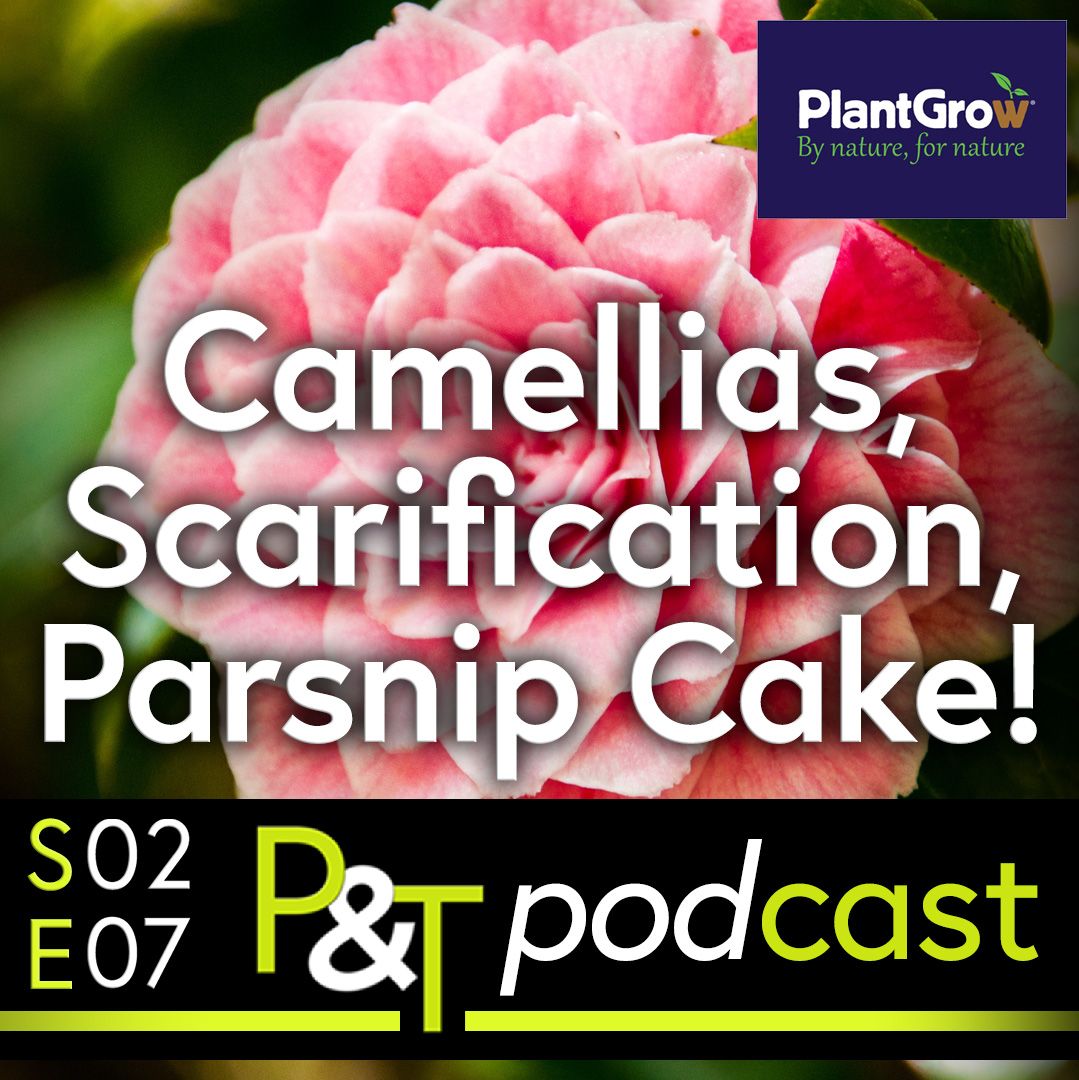 Closeup of a pink camellia flower with the text Camellias, Scarification, Parsnip Cake - in white. Image also contains the episode details and PT logo in green and white
