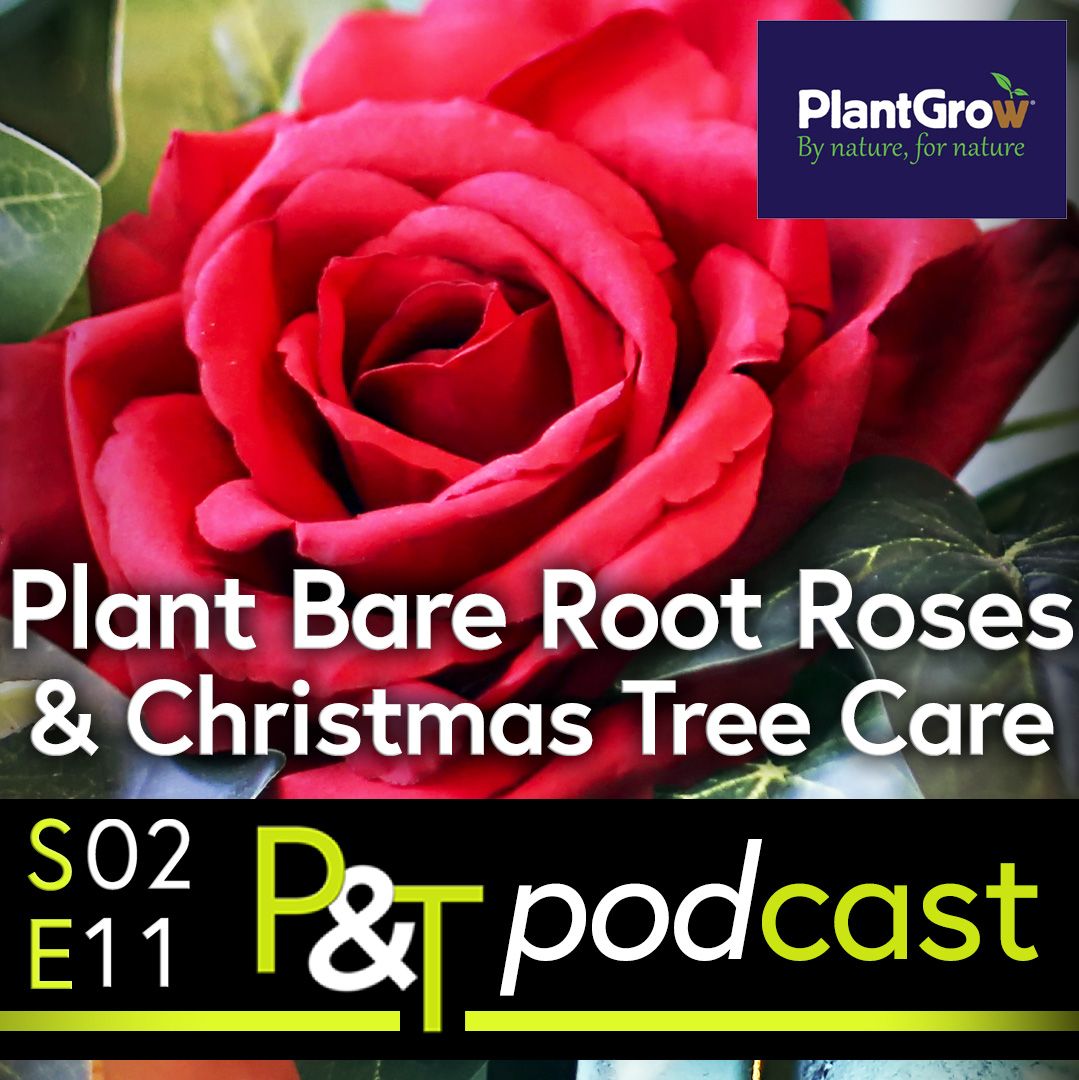 Close up of a deep red rose with the text Plant Bare Root Roses and Christmas Tree Care. The details of the episode, Pots and Trowels logo and Plantgrow logo