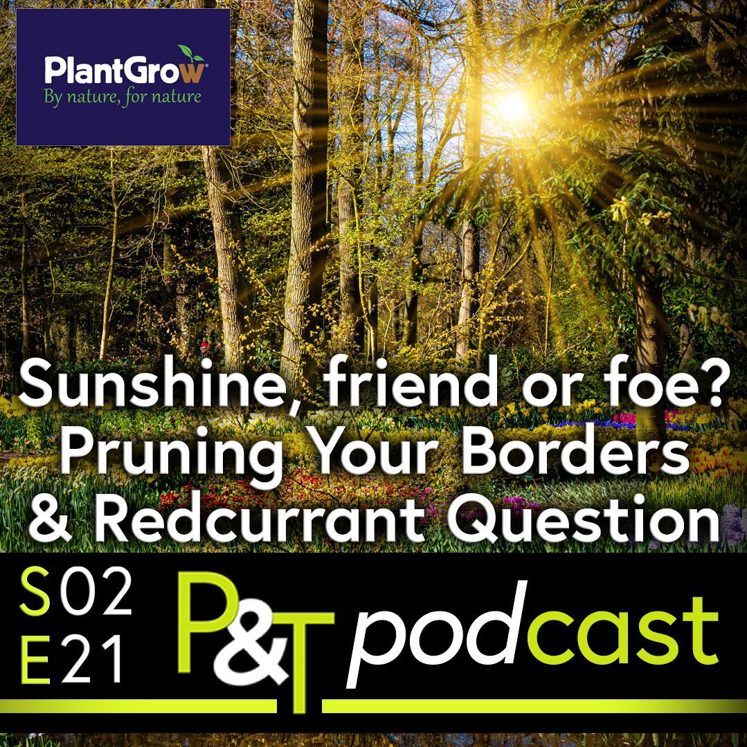 Sunlight streams down through the branches of a woodland into a beautiful garden. The text Sunshine, friend or foe Pruning Your Borders and Redcurrant Question are in white with the PT logo and episode details in green and white.
