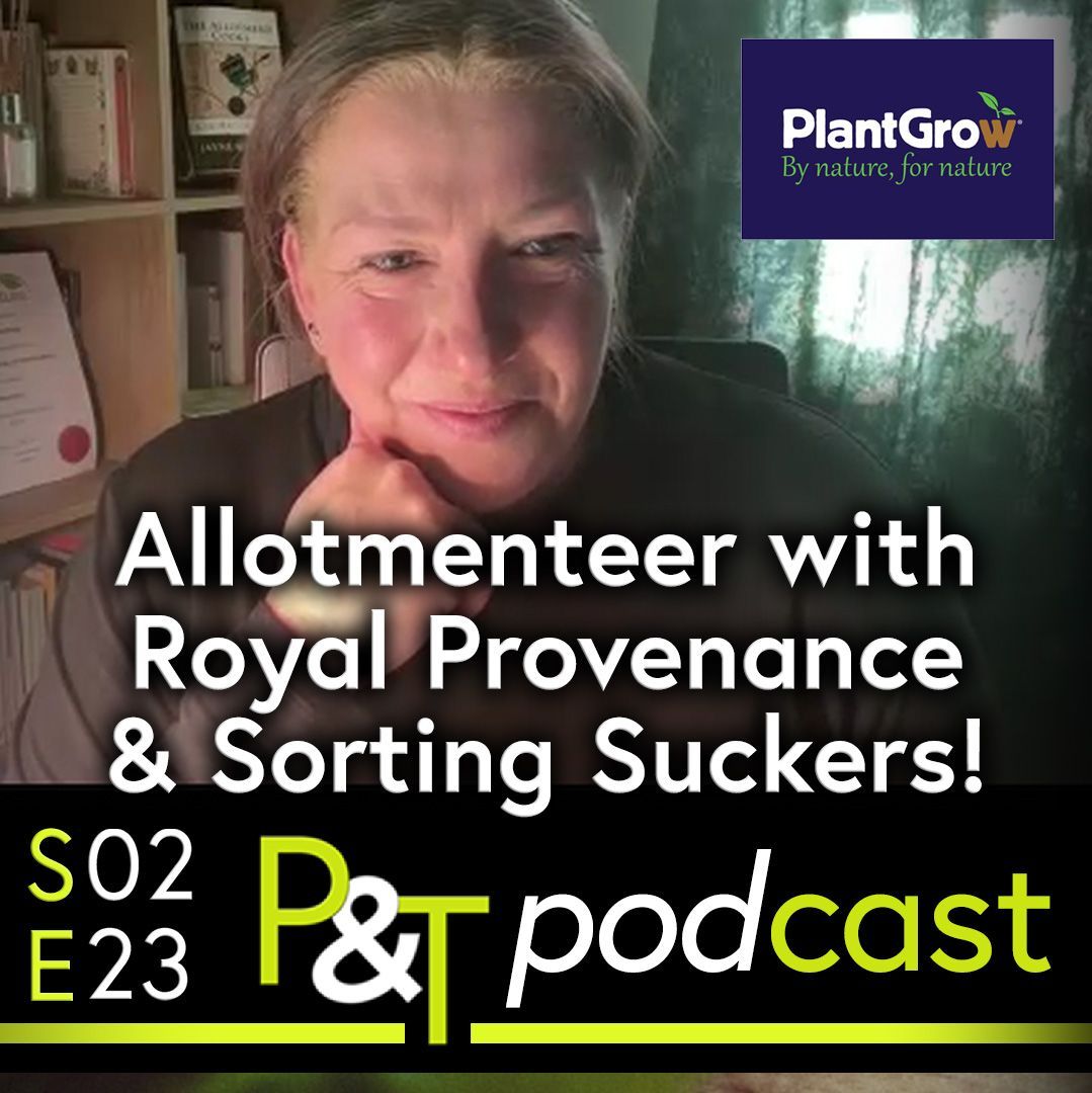 Zoom video conferencing screengrab of Jayne Hickling who is also known as the Allotment Cook. the text Allotment with Royal Provenance and Sorting Suckers in white and the PT logo and the word podcast plus episode details in green and white
