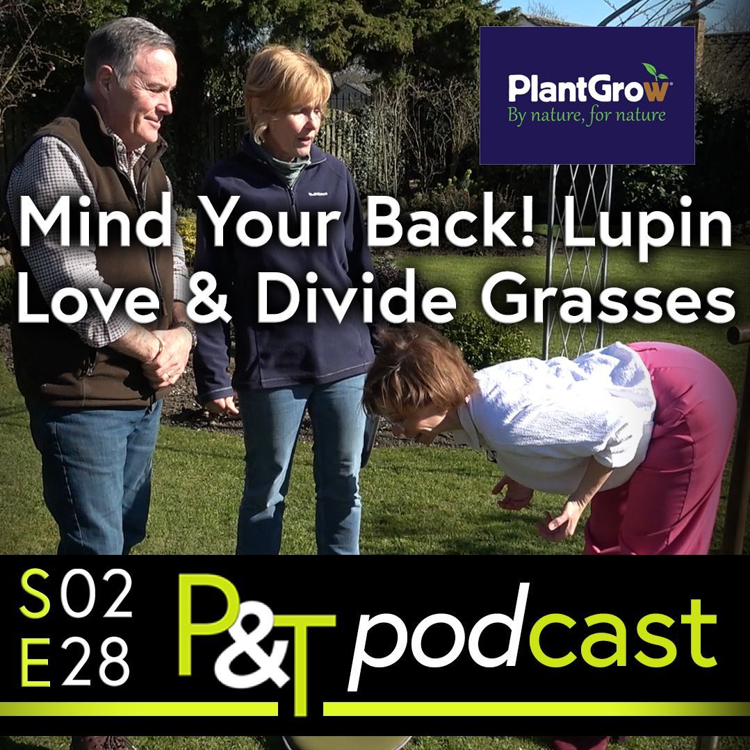 Martin and Jill Fish stand on the left on the lawn and opposite them on our right is physiotherapist Jenny who is demonstrating how many older people bend directly from the waist putting an inordinate amount of stress on the buttocks and back. The text Mind your back Lupin Love and Divide grasses in white and the PT podcast logo and episode details  in green and white.