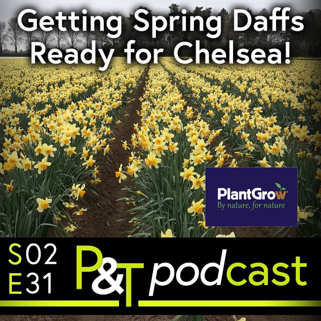 wide shot of rows of yellow daffodils growing in rows in a field with the text Getting Spring Daffs Ready for Chelsea in white.