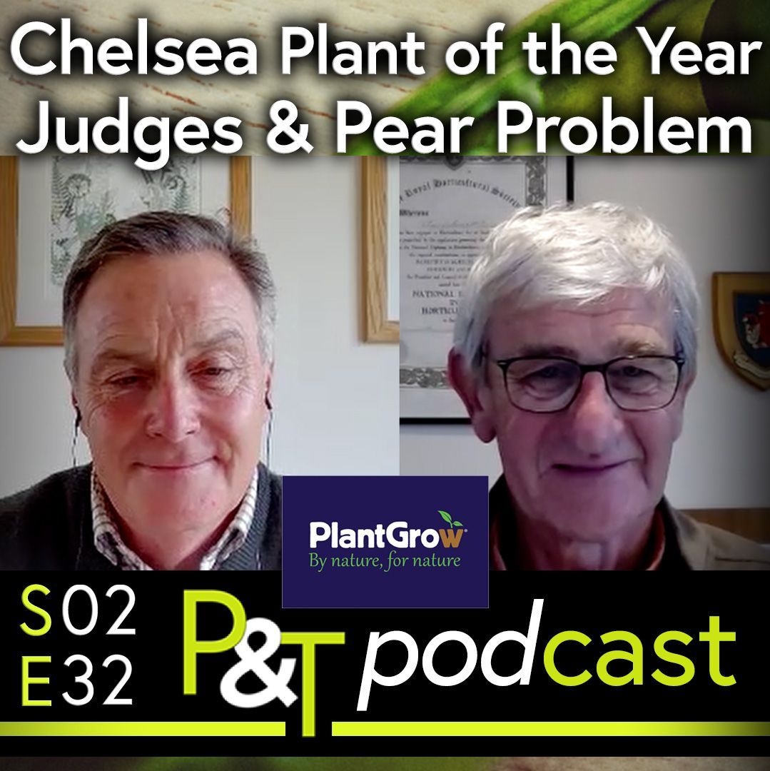 Martin Fish and Alan E Down next to each other on a zoom call. The text Chelsea Plant of the Year Judges and Pear Problem in white at the top and the episode details and PT logo in green and white at the bottom.