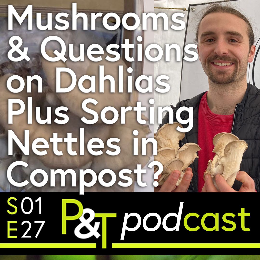 Niall from the Yorkshire Mushroom Emporium with some oyster mushrooms and the text Mushrooms and Questions on Dahlias plus Sorting Nettles in Compost in white and the PT logo and episode information