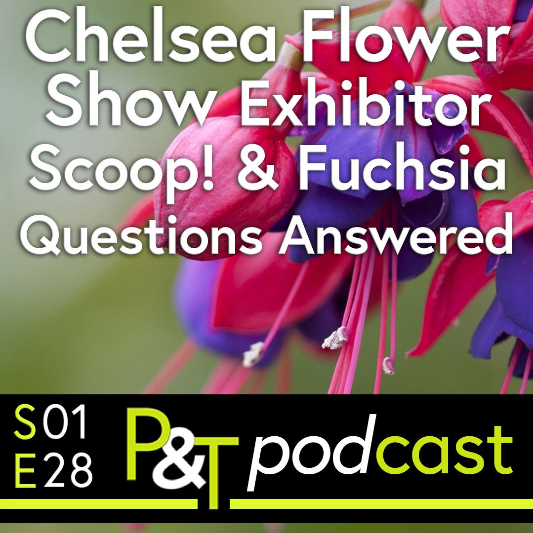 Close up of a pink fuchsia flower with the text Chelsea Flower Show Exhibitor Scoop and Fuchsia Questions Answered in green and white with the PT logo and episode details