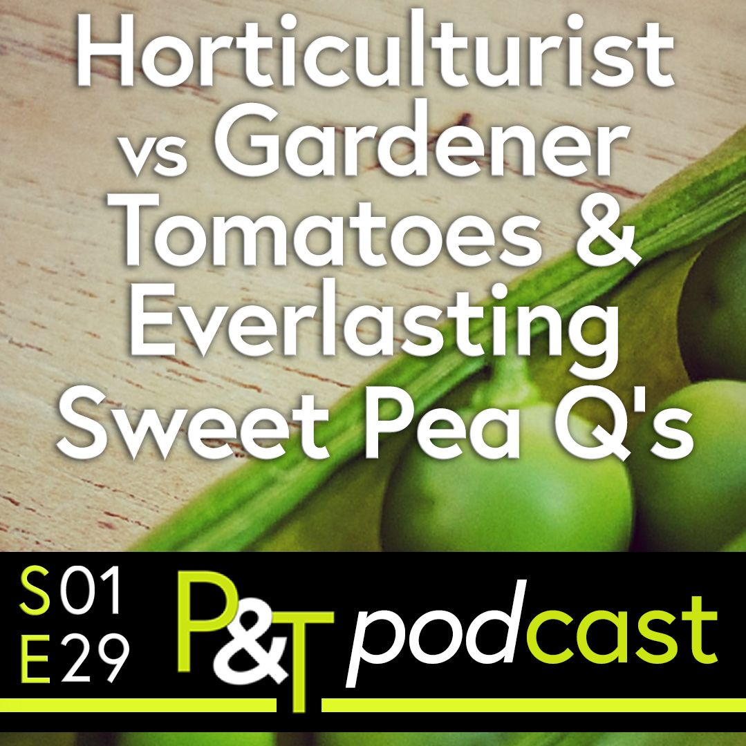 Generic close up of a pea pod with the text Horticulturalist vs Gardener Tomatoes and Everlasting Sweet Pea Qs in green and white