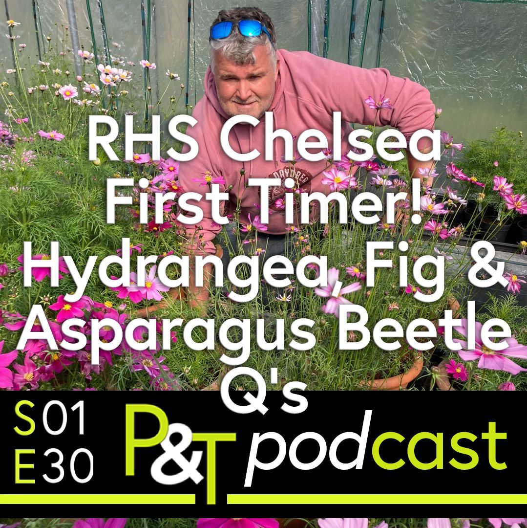 Jonathan Sheppard standing in front of some cosmos plants with the text RHS Chelsea First Timer Hydrangea Fig and Asparagus Beetle Qs