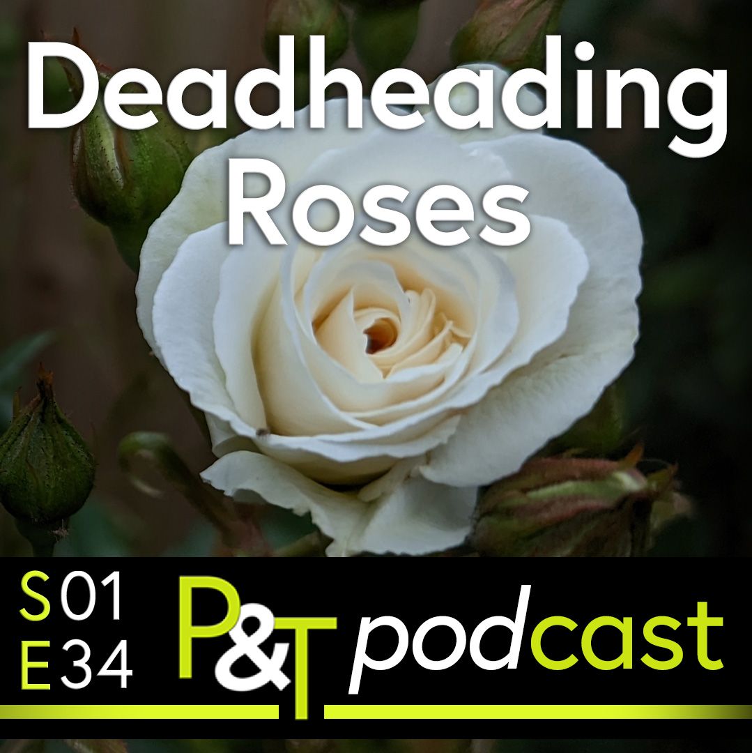 Close up of a white rose flower and the text Deadheading Roses plus the episode details and PT logo in green and white