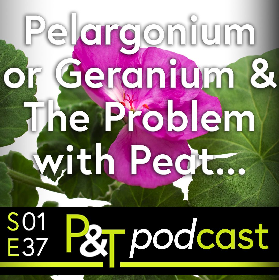 close up of a pink geranium pelargonium flower and green leaves with the text pelargonium or geranium and the problem with peat - plus the PT logo and episode info in green and white