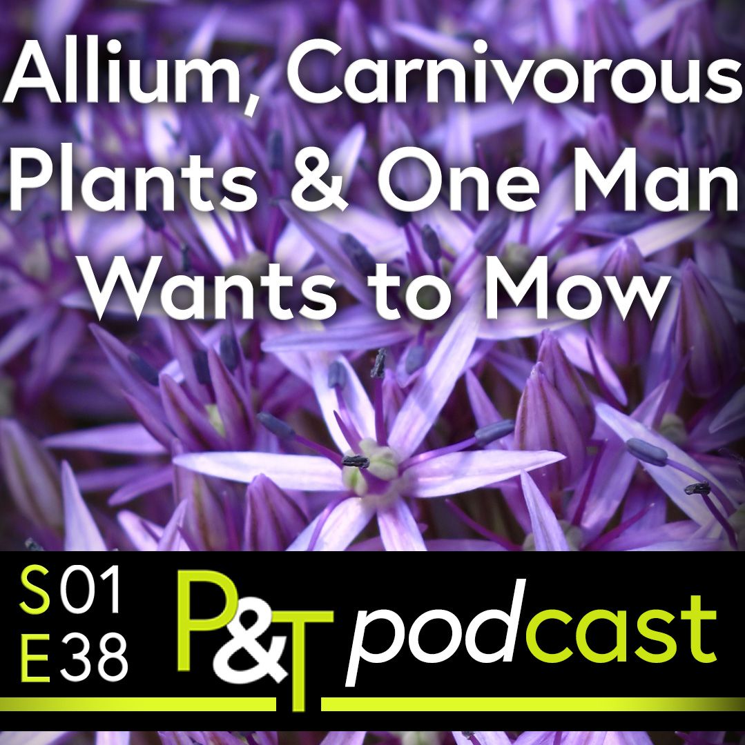 Closeup of purple allium flower with the text Allium, Carnivorous Plants and One Man Wants to Mow plus the PT logo and episode details in green and white