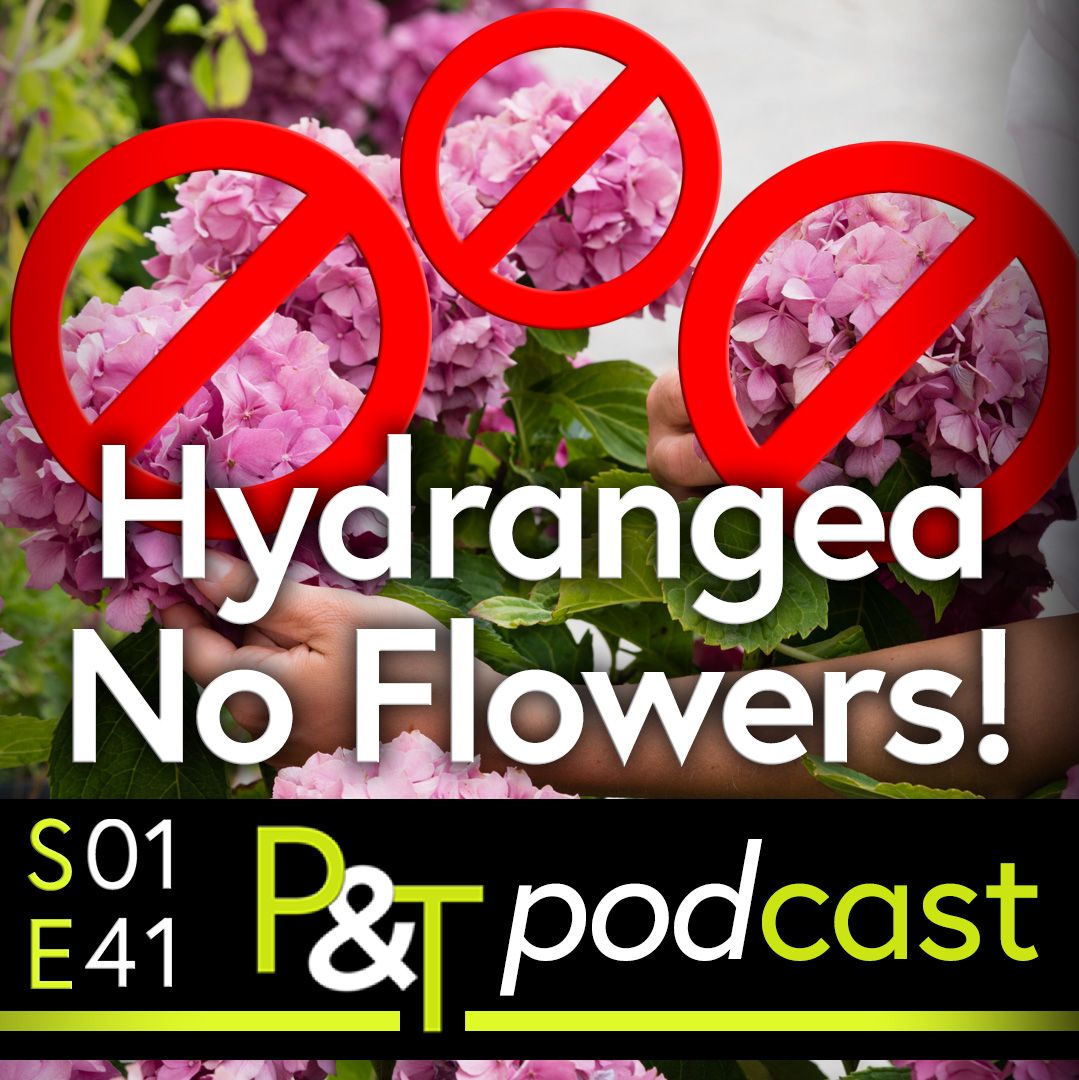 Hydrangea plant with red circle no entry style graphics on top of all the blooms. The text Hydrangea No Flowers! and the PT logo and episode details in green and white
