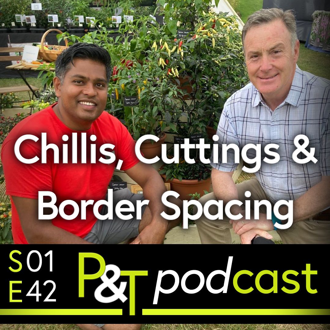 Amrit and Martin crouch in front of South Devon Chili Farm display of chilli plants. The text Chillis, Cuttings and Border Spacing and the PT logo and episode details are in green and white.