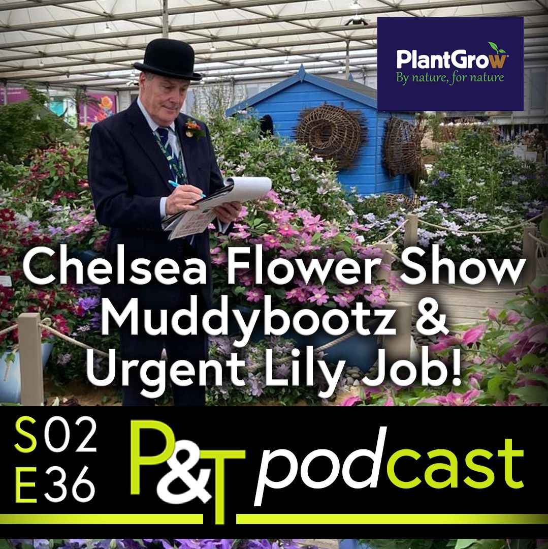 Martin Fish in his bowler hat with a clipboard standing in the Floral Marquee at Chelsea Flower Show surrounded by floral stalls apparently judging an exhibit. The text Chelsea Flower Show Muddybootz and Urgent Lily Job in white as well as the PT logo and episode details in green and white.