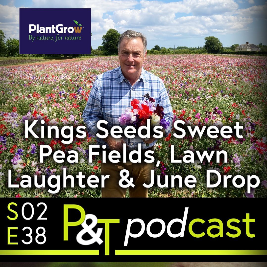 Martin Fish stands in an Essex Sweet Pea field surrounded by flowers in pinks, purples, whites and greenery. The text Kings Seeds Sweet Pea Fields Lawn Laughter and June Drop in white and the Pots and Trowels logo and episode information in green and white.