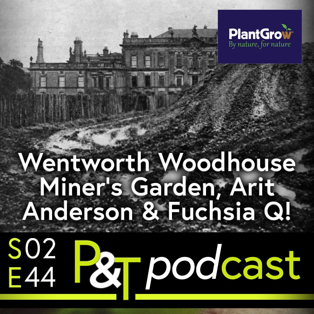 Stately Home Wentworth Woodhouse with a huge opencast mine slag heap spilling in front of it. A black and white picture taken from a newspaper from 1947. The text Wentworth Woodhouse, Miners Garden Arit Anderson and Fuchsia Question in white and the PT logo and episode details in green and white.