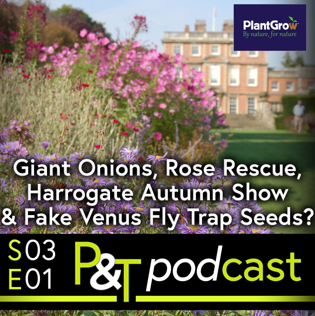 Newby Hall in North Yorkshire slightly out of focus in the background and partly obscured by a colourful flower border in the gardens. The text Giant Onions, Rose Rescue, Harrogate Autumn Show and Fake Venus Fly Trap Seeds question mark. The PT logo and episode info in green and white.