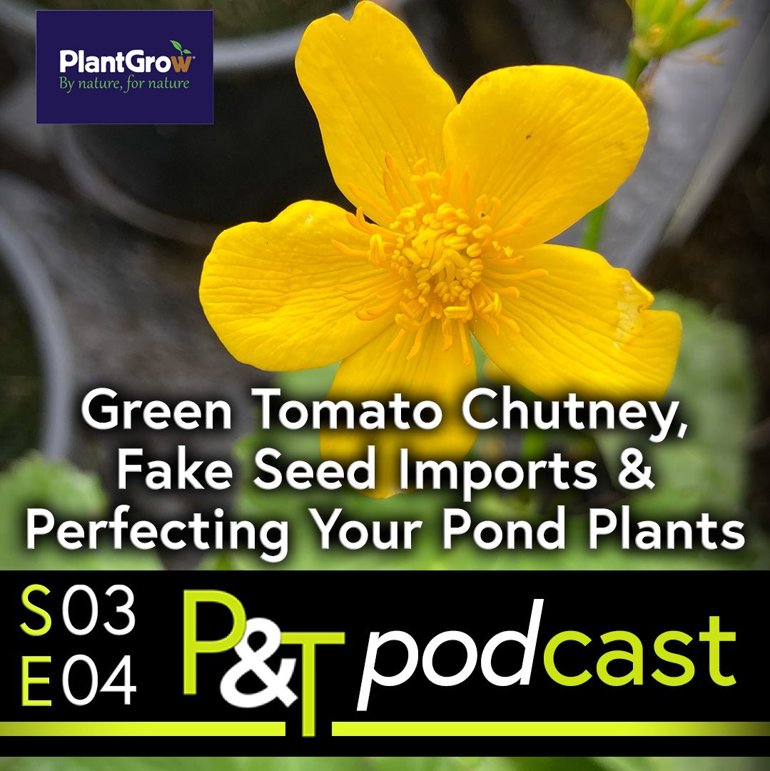 pretty, yellow flower on a pond plant, close up - the text Green Tomato Chutney, Fake Seed Imports, Perfecting Your Pond Plants in white. The PT Logo and episode details in green and white.
