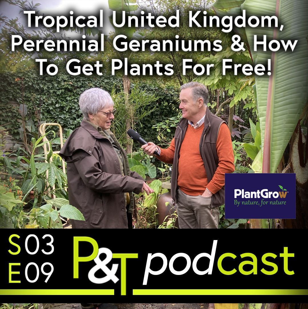Jenny from Louth secret garden stands talking to Martin Fish of Pots and Trowels - Martin is holding a stick microphone and pointing it towards Jenny. The two are in a tropical garden, partially framed by large banana plant leaf to the right  but both are dressed for the UK Autumn in jumpers and jackets. the text Tropical United Kingdom, Perennial Geraniums & How To Get Plants For Free! in white and the PT podcast logo and episodes details in green and whitel