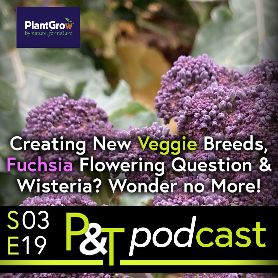a purple flowering broccoli in closeup with some green leaves is the background. over the top is white text identical to the podcast title and at the bottom is the pt logo and the episode number in green and white on a black background