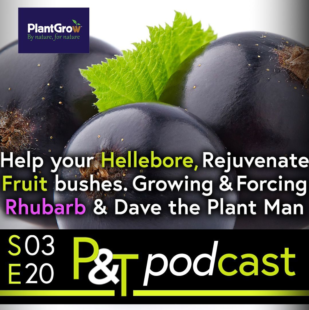 Close up of blackcurrant berries with part of a leaf showing. The text Help Your Hellebore, Rejuvenate Fruit Bushes, Growing and Forcing Rhubarb and Da e the Plant Man. The PT logo and episode details in green and white.