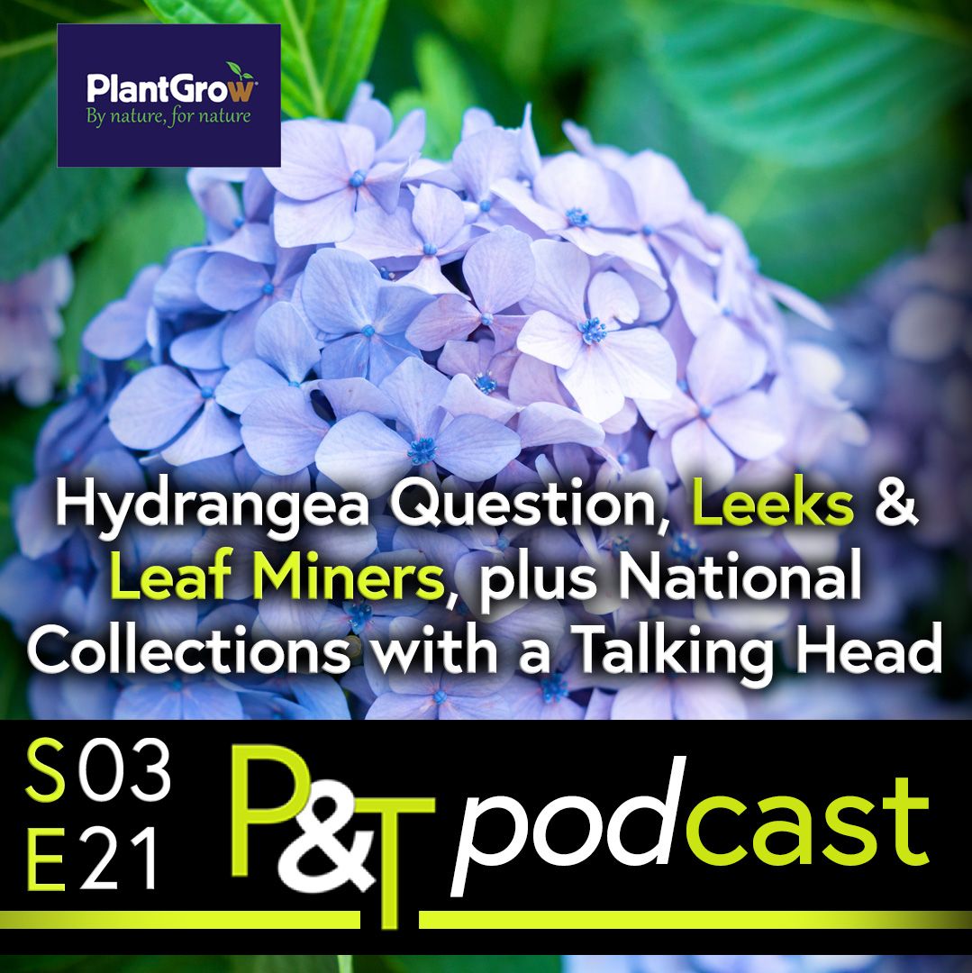 closeup of a blue hydrangea macrophylla framed at the top by some green leaves in the background. The text Hydrangea Question, Leeks and Leek Miners, plus National Collections with a Talking Head in white and green. At the bottom of the image is the Pots and Trowels logo and podcast episode information in green and white on a black background. 