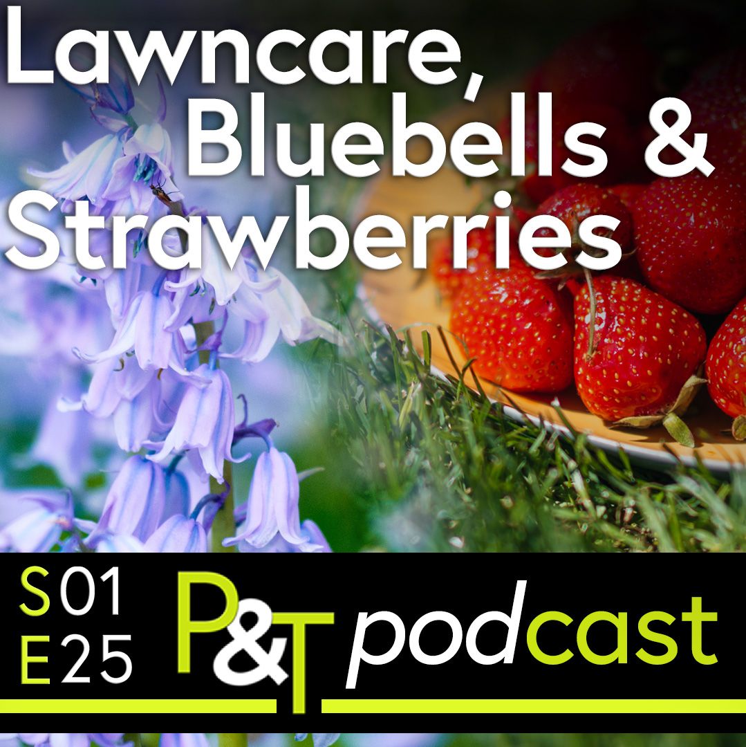 Strawberries in a bowl on a lawn mixed with an image of bluebells. The text and logo of P and T with episode number in green and white on a black background