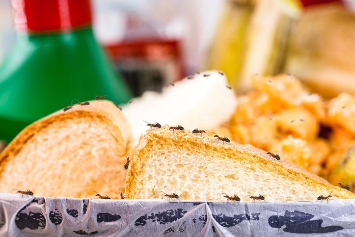 Ants are crawling on a piece of bread in a basket.
