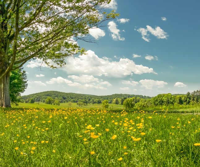 A field of dandelions and trees on a sunny day