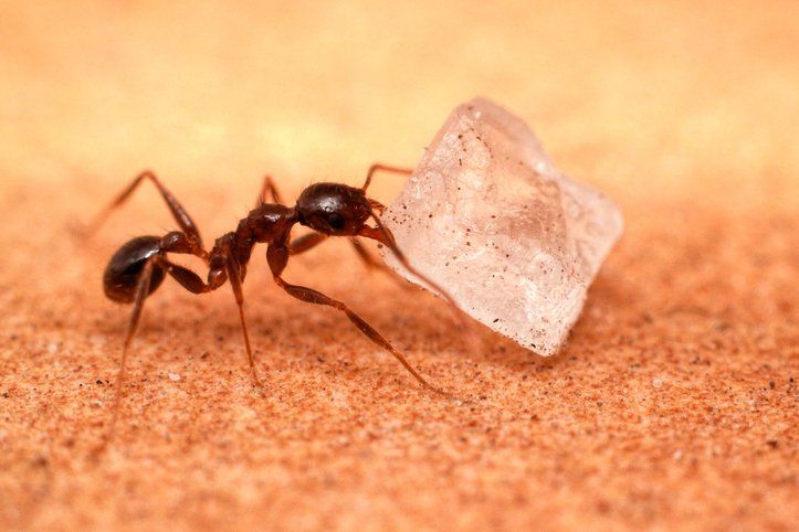 Sugar Ants in the Kitchen is a Bad Thing
