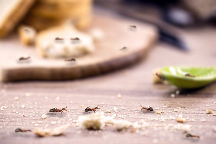 Why a Single Ant in Your Home is Cause for Concern