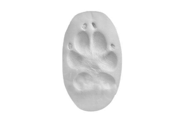 Clay Paw Print