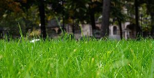 Grass  | Cincinnati, OH | Nature Plus Lawn & Irrigation