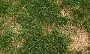 Picture Of Grass | Cincinnati, OH | Nature Plus Lawn & Irrigation