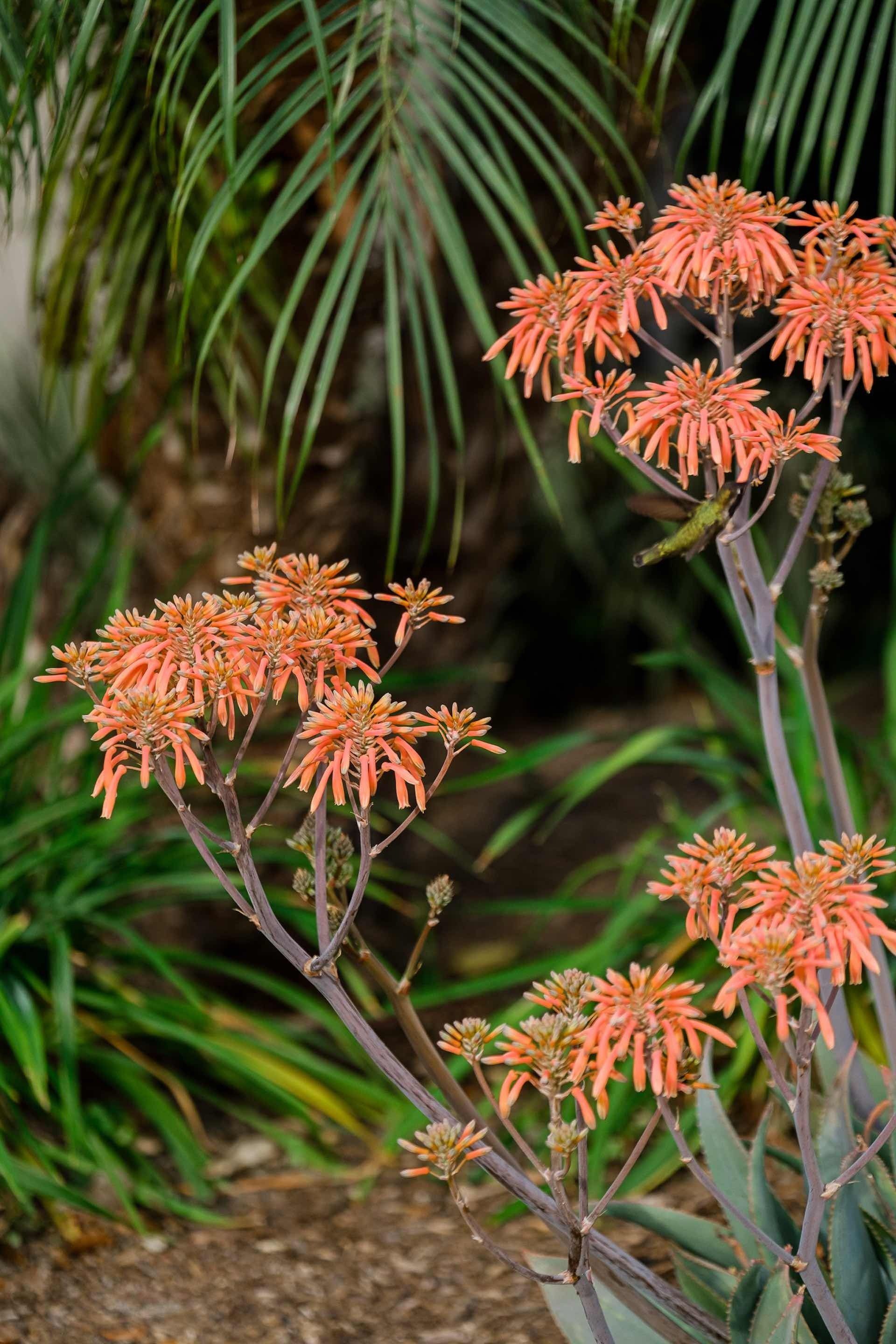 Flora located on property