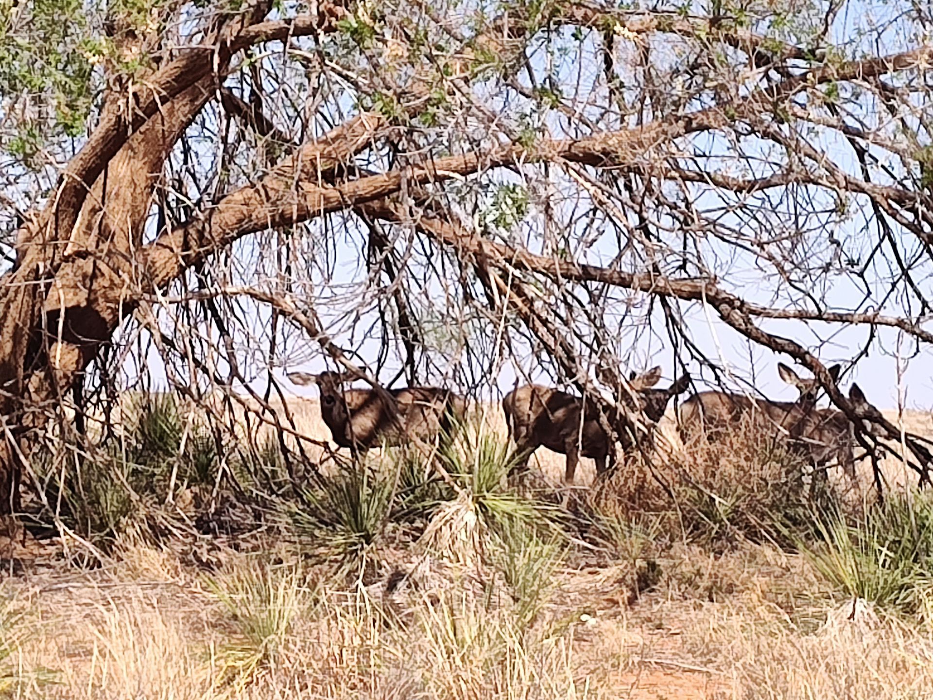 A herd of animals standing under a tree in a field.