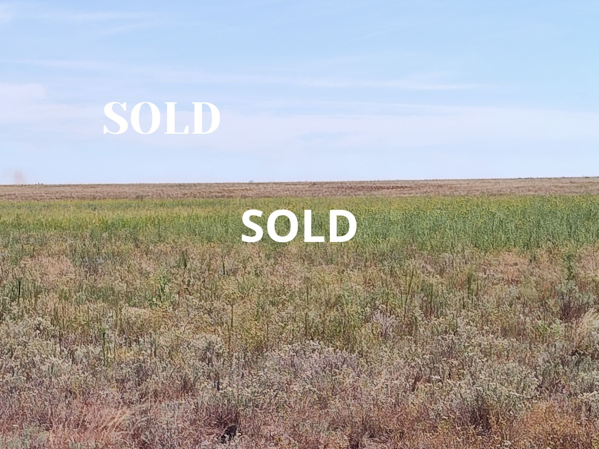 A field of grass with a blue sky in the background