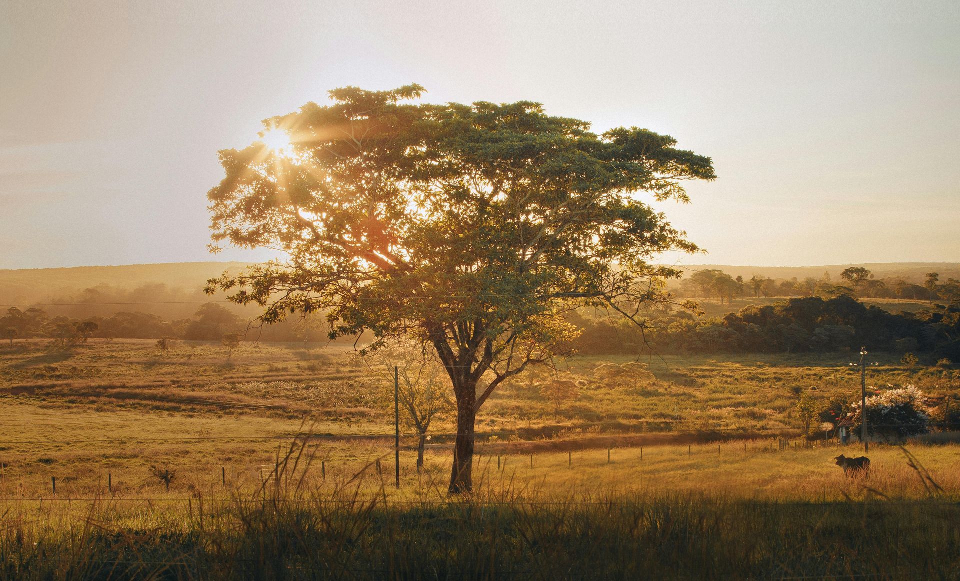 The sun is shining through the branches of a tree in a field.