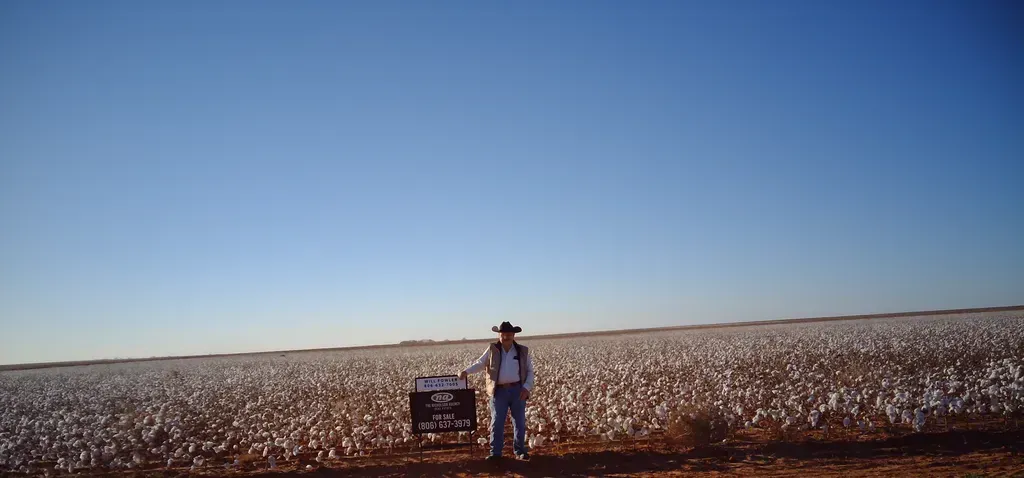 A man is standing in the middle of a cotton field.