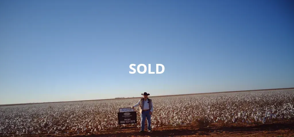 A man is standing in the middle of a cotton field.