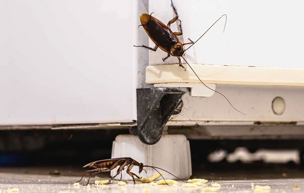 FUMIGACIONES SANDOVAL