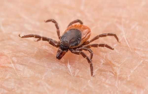 FUMIGACIONES SANDOVAL