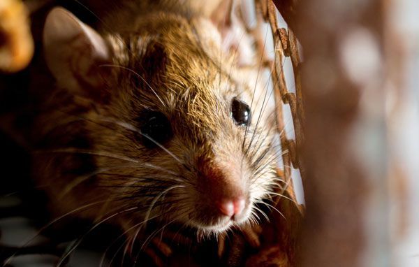 FUMIGACIONES SANDOVAL