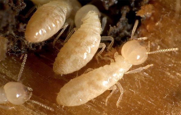 FUMIGACIONES SANDOVAL