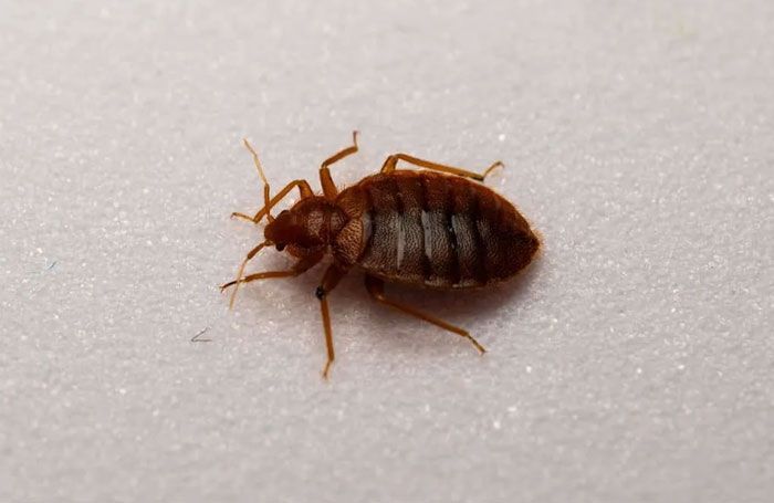 FUMIGACIONES SANDOVAL