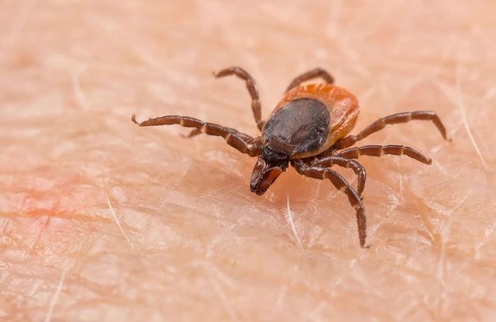 FUMIGACIONES SANDOVAL